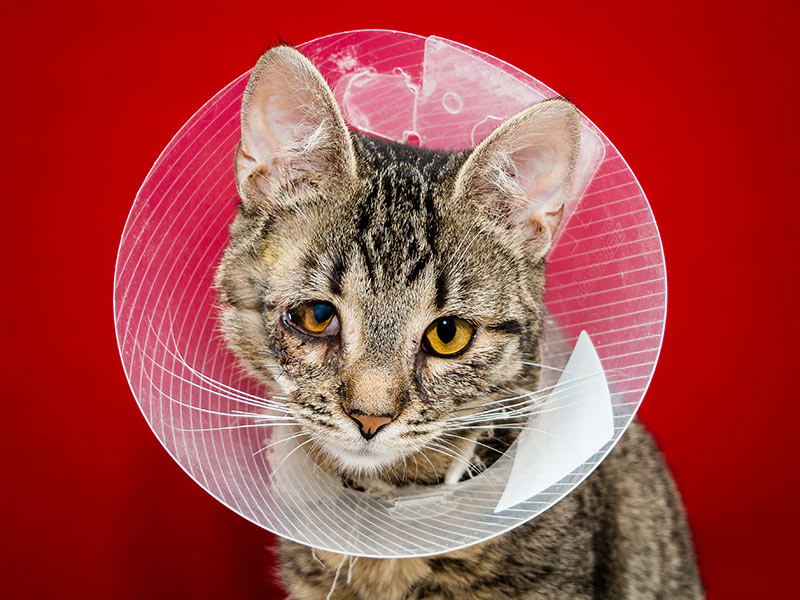 gray tabby kitten after eye surgery in a plastic protective collar