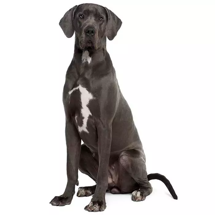 Great dane outlet large dog breeds