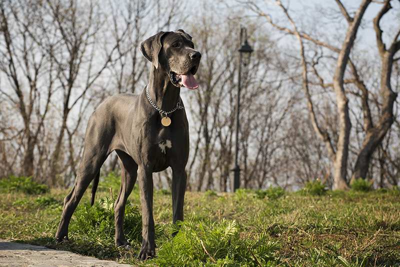 great-dane-standing-outside-forest