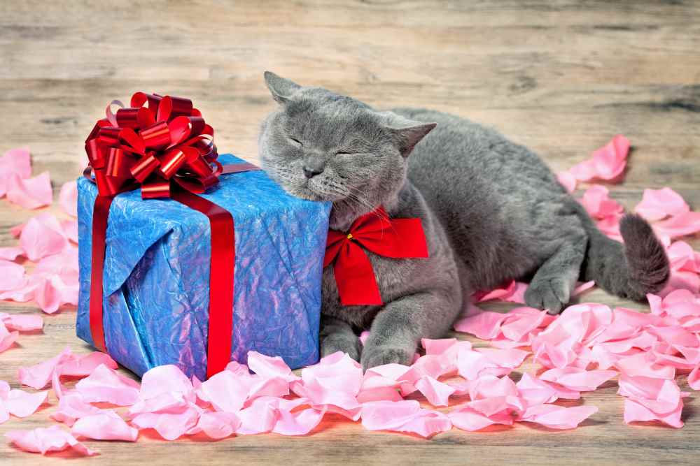 grey-cat-with-red-bow-box-present-birthday