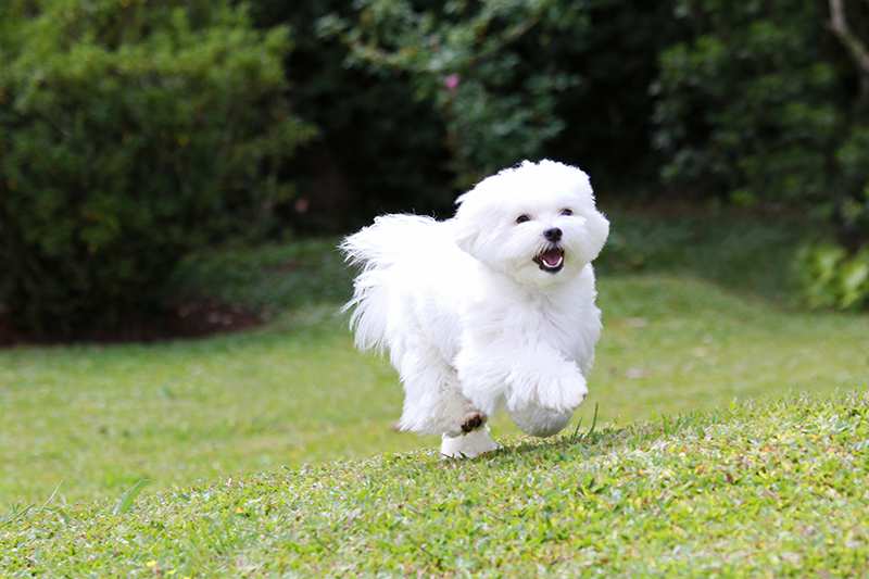 happy-maltese-running-over-lawn Maltese Bow Wow Meow Pet Insurance