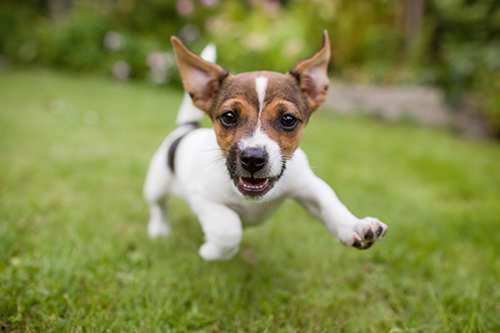 happy-puppy-fox-terrier-running-in-grass