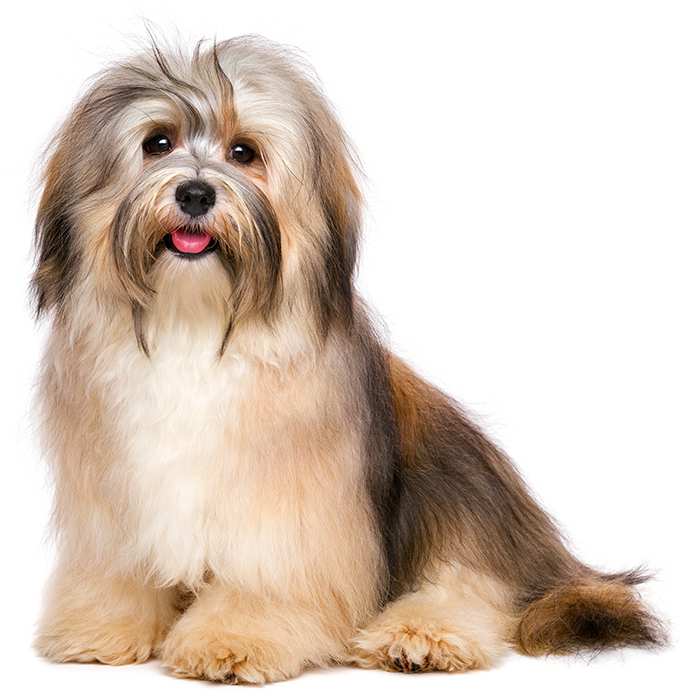 what does a havanese dog look like