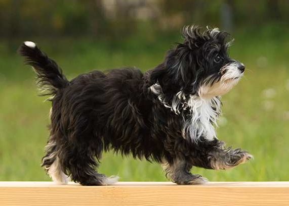 Havanese Dog doing Agility