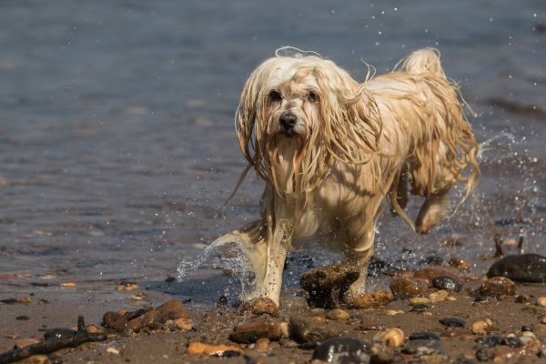 havanese dog swimming