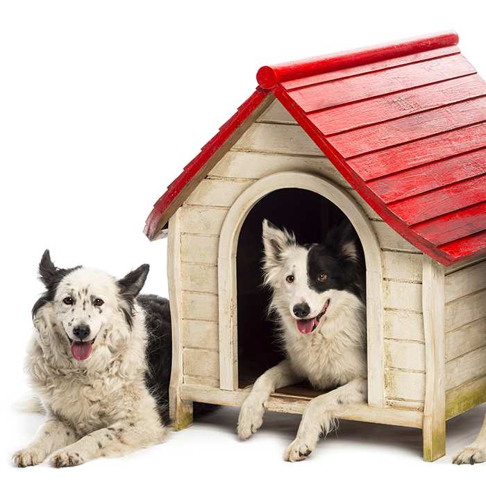 herding-dogs-at-their-wooden-kennel