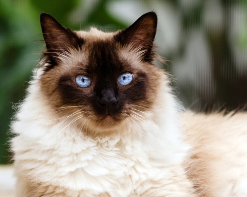 Himalayan Cat Bow Wow Meow Pet Insurance
