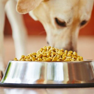 how-much-should-I-feed-my-dog-labrador-yellow-eating-kibbles-dog-bowl-food Labrador Bow Wow Meow Pet Insurance
