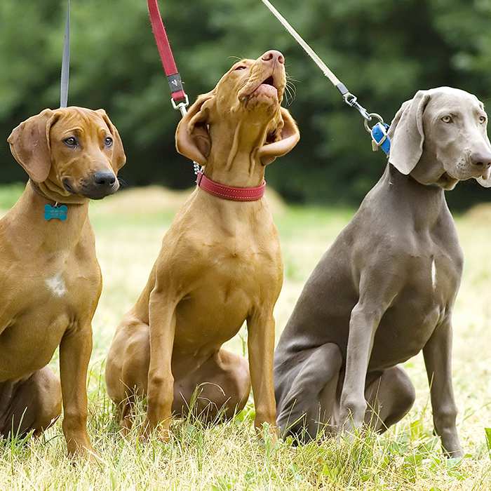 hunting-dog-puppies-weimaraner-hungarian-vizsla-rhodesian-sidgeback-on-leashes-sitting-in-grass