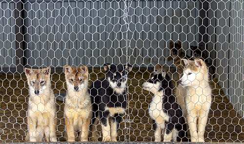 husky-puppies-in-shelter-kennel-cough
