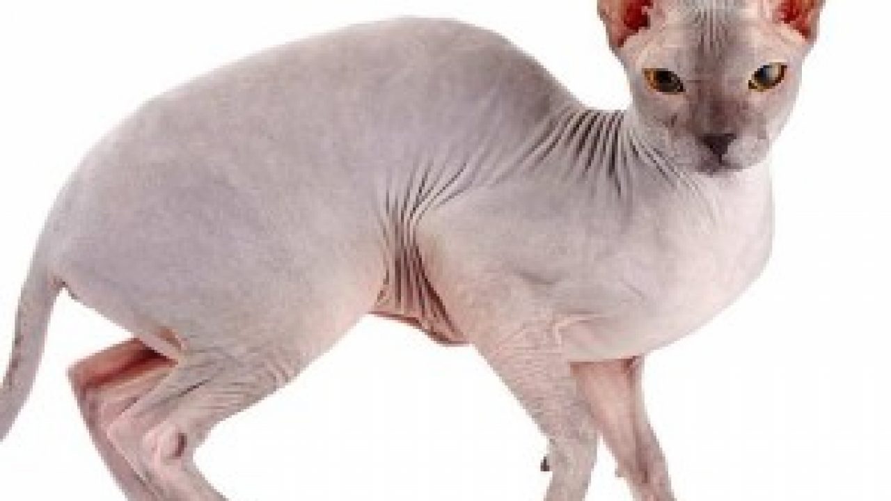 devon rex hypoallergenic cats