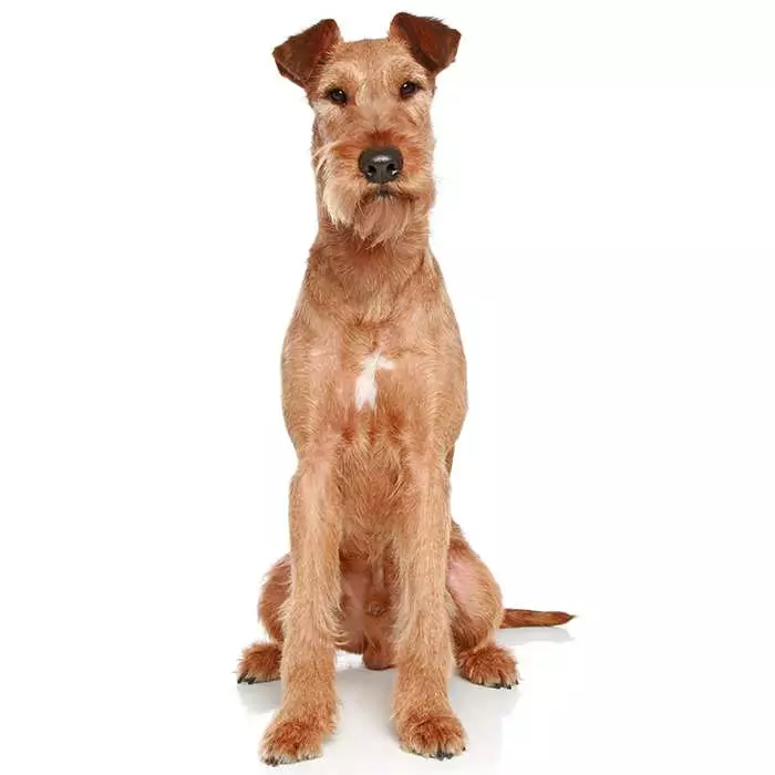 how big do irish terriers get