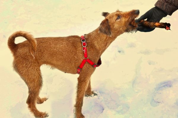 irish terrier dog gnaw chew stick play