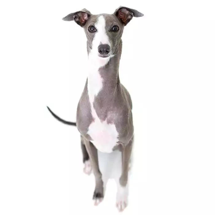 why are italian greyhounds called