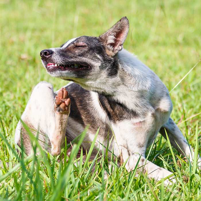 itching-dog-in-grass-summer-700x700