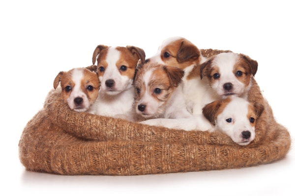 Jack Russell Puppies Jack Russell Bow Wow Meow Pet Insurance