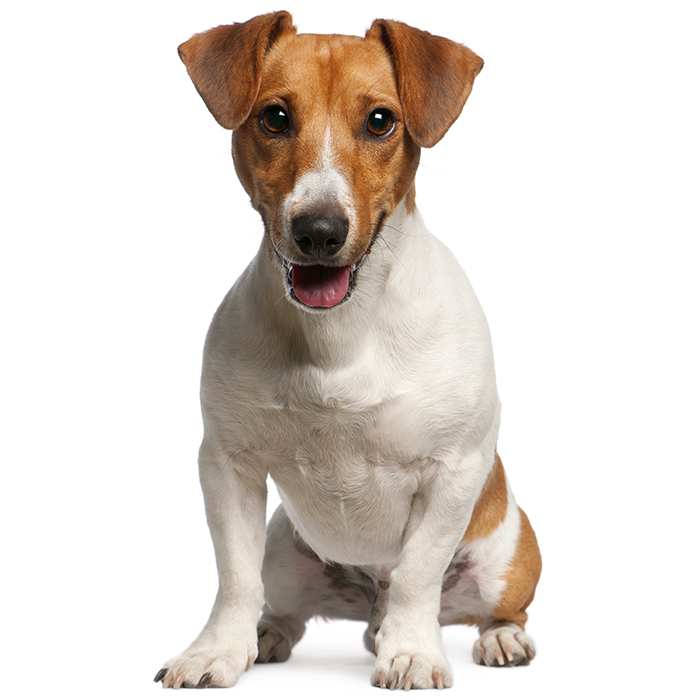 what breeds make a jack russell terrier