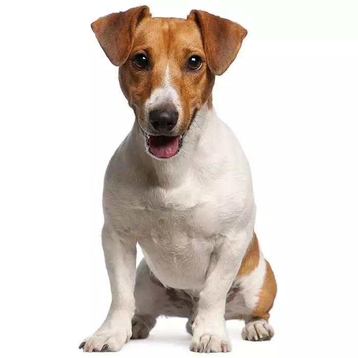 at what age is a jack russell terrier full grown