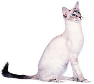 Javanese Cat