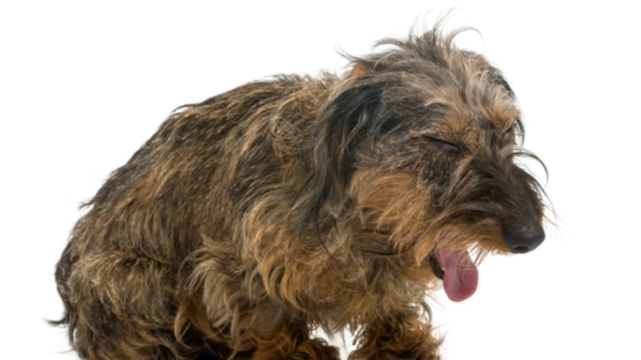 what causes kennel cough in dogs