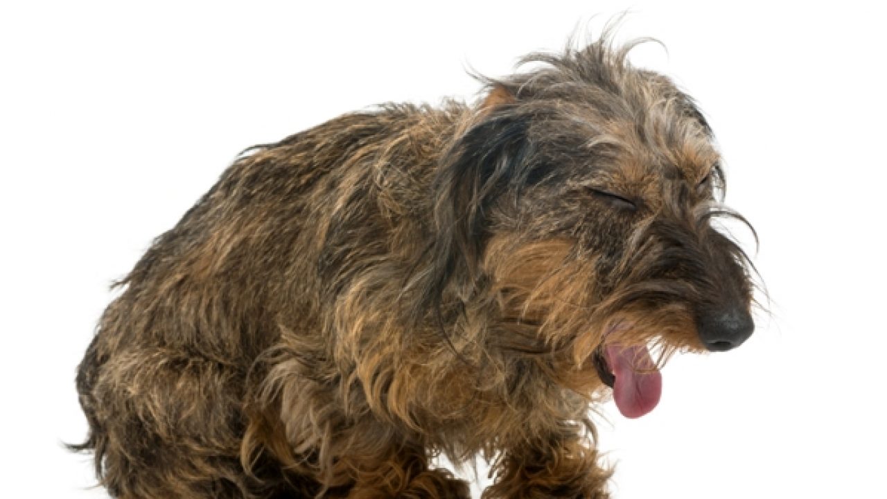 Kennel Cough Symptoms and Treatment