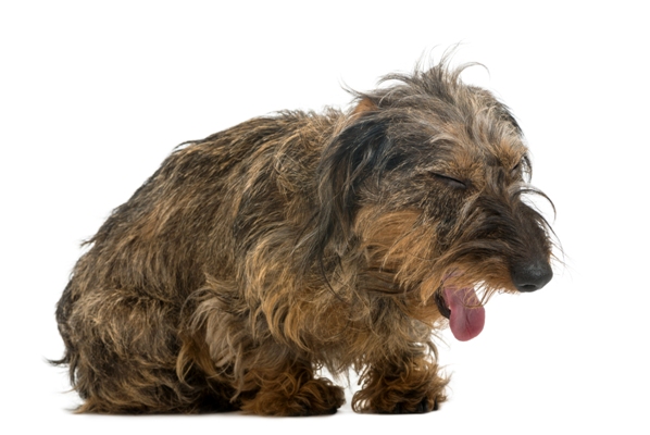 Vaginal Discharge in Dogs - Symptoms, Causes, Diagnosis, Treatment,  Recovery, Management, Cost