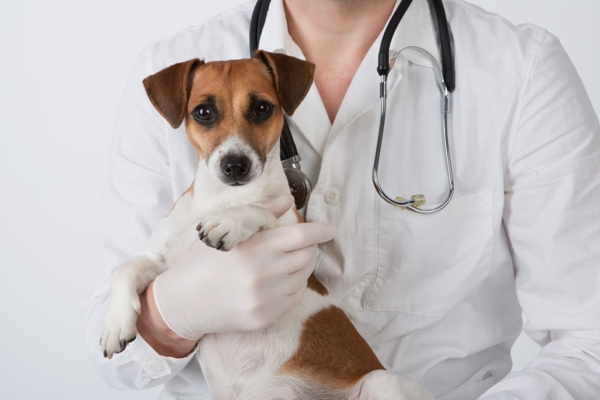 Kennel Cough