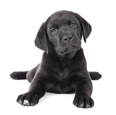 Labrador Puppy