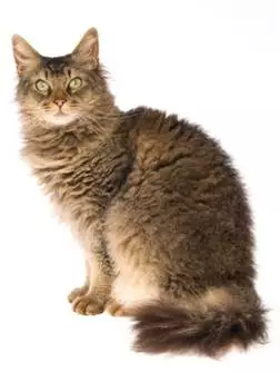 Laperm Cat