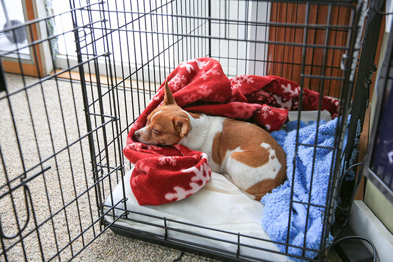 little-dog-resting-in-crate-after-surgery