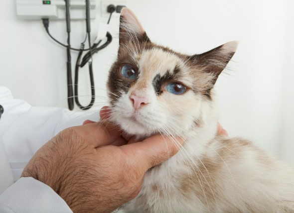 Lymphadenopathy in cats. Enlarged lymph nodes in cats. Lymphoma in cats.