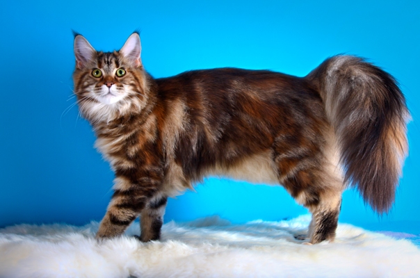 Maine Coon Cat Bow Wow Meow Pet Insurance