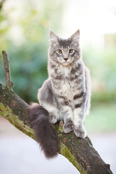 Maine Coon Cat Bow Wow Meow Pet Insurance
