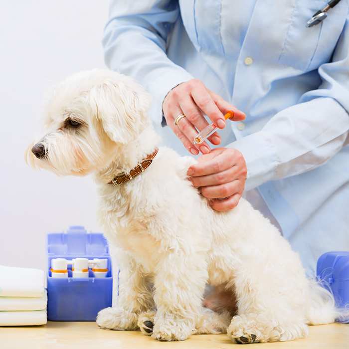 maltese dog vaccination vet injection 2