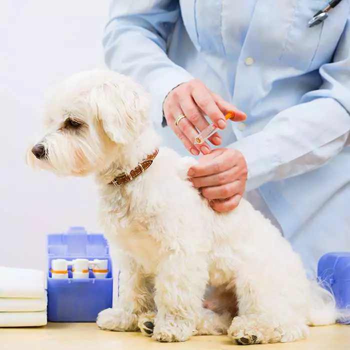 how much is a dog booster injection