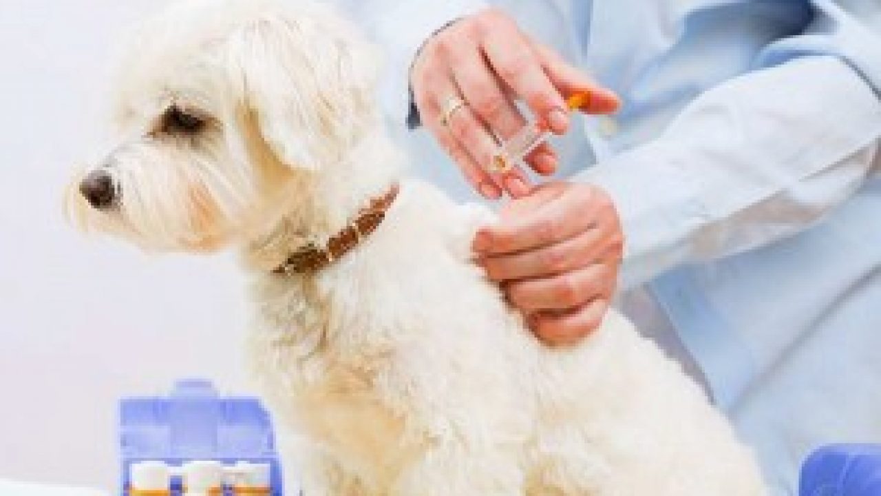 puppy injections cost