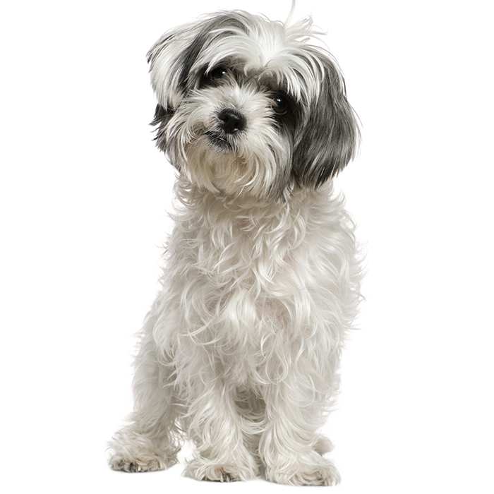 han Gavmild entusiasme Maltese Shih Tzu Dog Breed Information | Temperament & Health