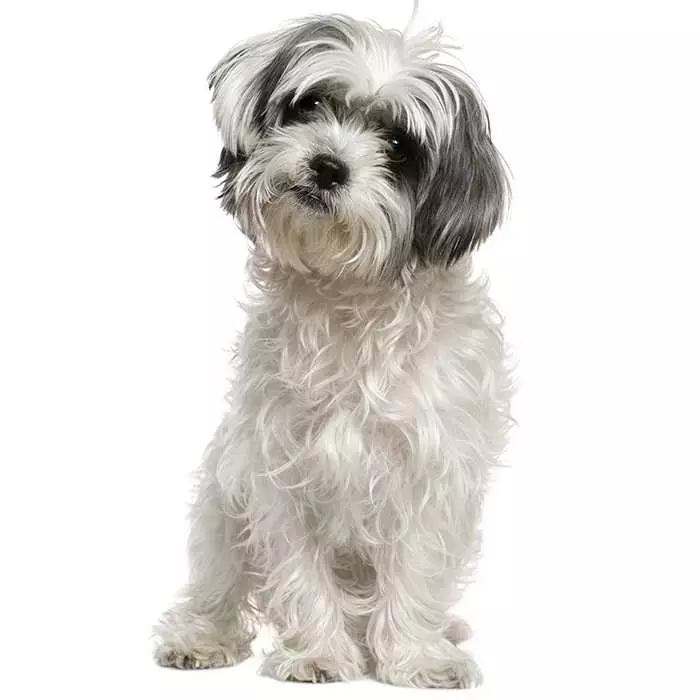 what is the average weight for a maltese dog