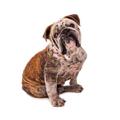 what causes red mange in dogs