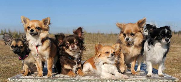 A row of cute purebred chihuahuas with different colour coats