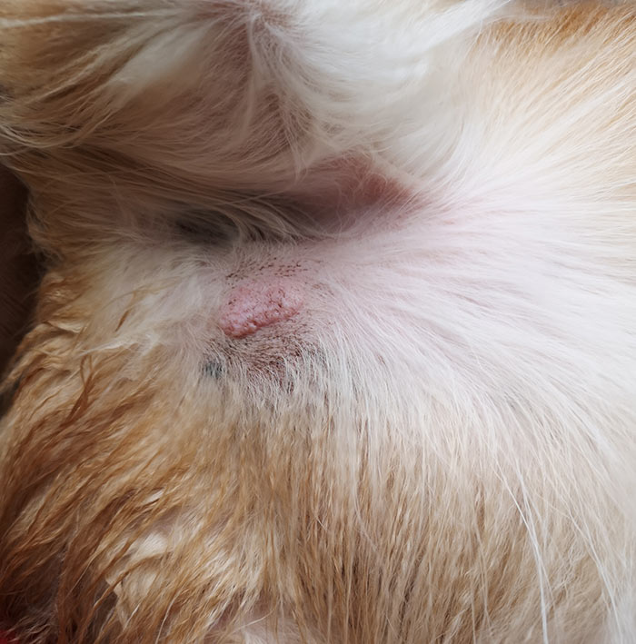 Mast Cell Tumor In Dogs Mastocytoma Signs & Treatment