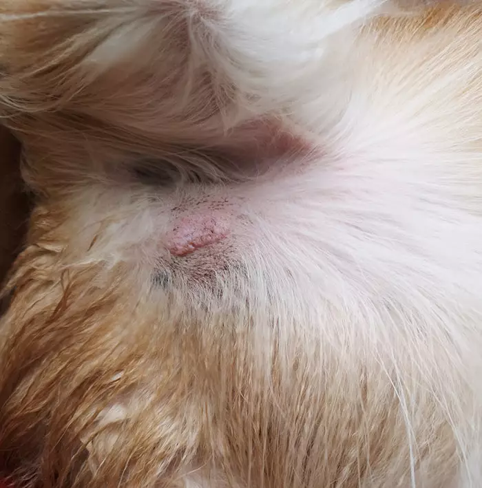 what does a mast cell tumor on a dog look like