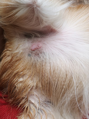 mastcell tumor tumour in dog