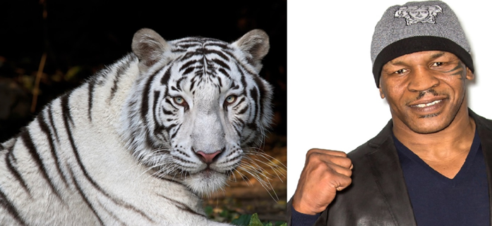 mike-tyson-tiger-10-unlikely-celebrity-pets