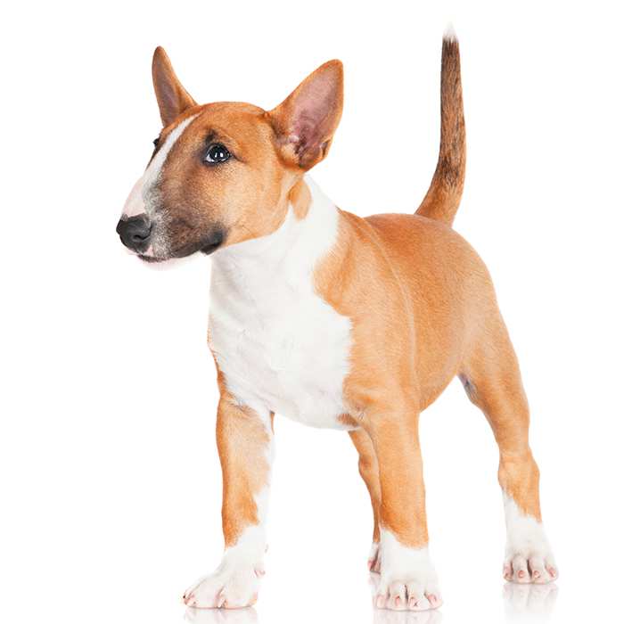 what dog breeds are terriers
