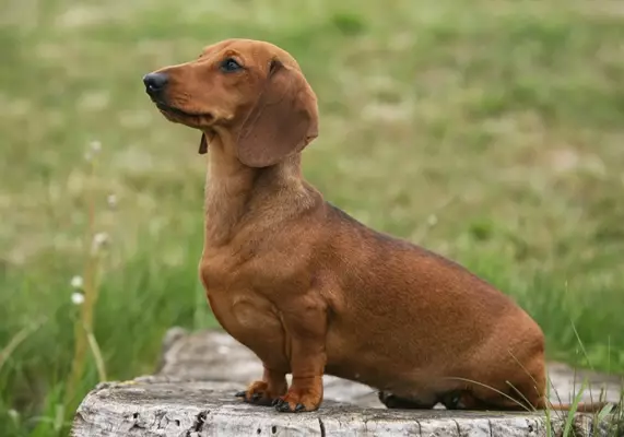 sitting sausage dog