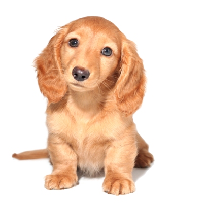 Miniature Dachshund Dog Breed Information | Temperament & Health