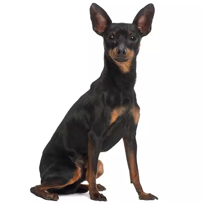 Miniature sales pinscher seizures