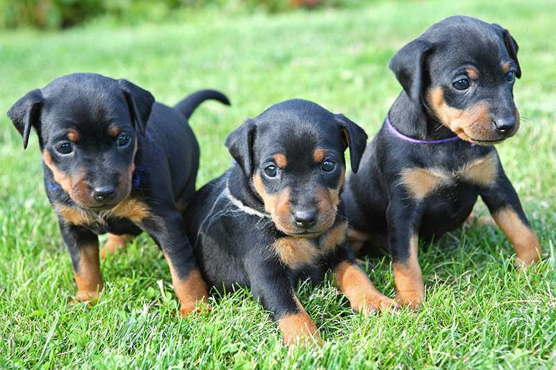Miniature Pinscher puppies on the grass