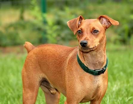 Miniature Pinscher dog standing in the grass